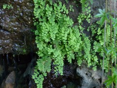 Adiantum raddianum