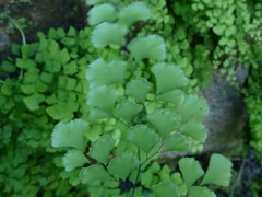 Adiantum raddianum