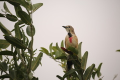 Rhodophoneus cruentus