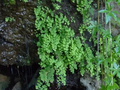 Adiantum raddianum