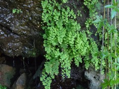 Adiantum raddianum