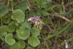 Corydalis conorhiza