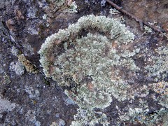 Xanthoparmelia stenophylla