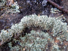 Xanthoparmelia stenophylla