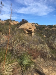 Hesperoyucca whipplei