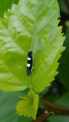Pachitea subflava
