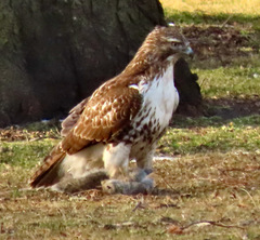 Buteo jamaicensis