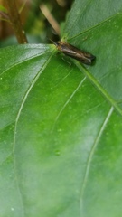 Raphirhinus phosphoreus