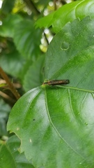 Raphirhinus phosphoreus