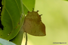 Surendra quercetorum