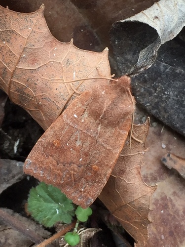Straight-toothed Sallow photo 5