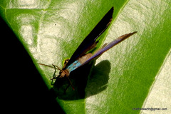 Surendra quercetorum