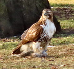 Buteo jamaicensis