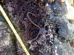 Ophioderma panamense