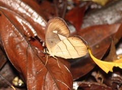 Pierella hortona