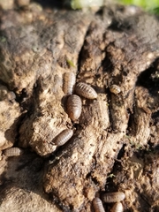 Armadillidium vulgare