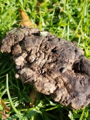 Armadillidium vulgare