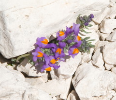 Linaria alpina alpina