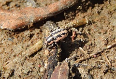 Eudiagogus rosenschoeldi