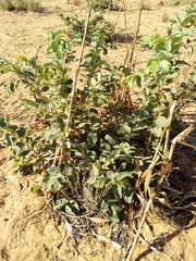 Annona senegalensis