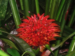 Aechmea magdalenae