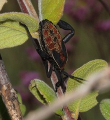 Petascelis remipes