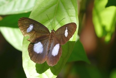 Pierella hortona