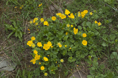 Potentilla nordmanniana