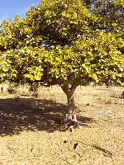 Neocarya macrophylla