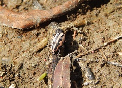 Eudiagogus rosenschoeldi