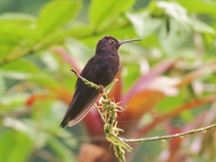 Thalurania