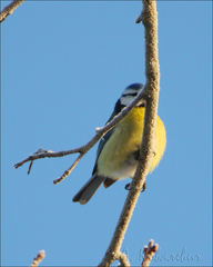 Cyanistes caeruleus