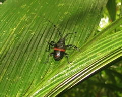 Parachalastinus rubrocinctus