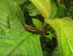 Copiocera specularis