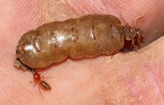 Trinervitermes trinervoides