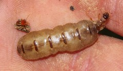 Trinervitermes trinervoides