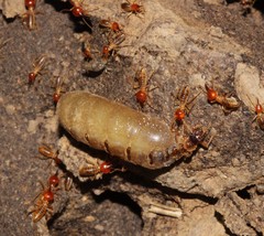 Trinervitermes trinervoides