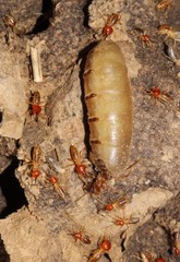 Trinervitermes trinervoides