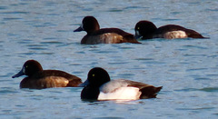 Aythya marila