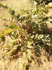 Annona senegalensis
