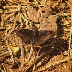 Nisoniades