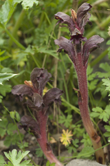 Orobanche gamosepala