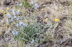 Eritrichium sericeum