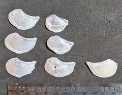 Heteroclidus punctatus