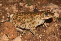 Bufotes boulengeri