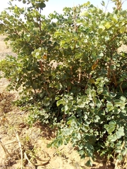 Piliostigma reticulatum