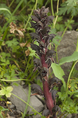 Orobanche gamosepala