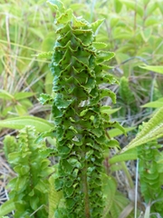 Nephrolepis abrupta