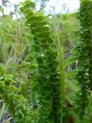 Nephrolepis abrupta
