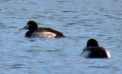 Aythya marila